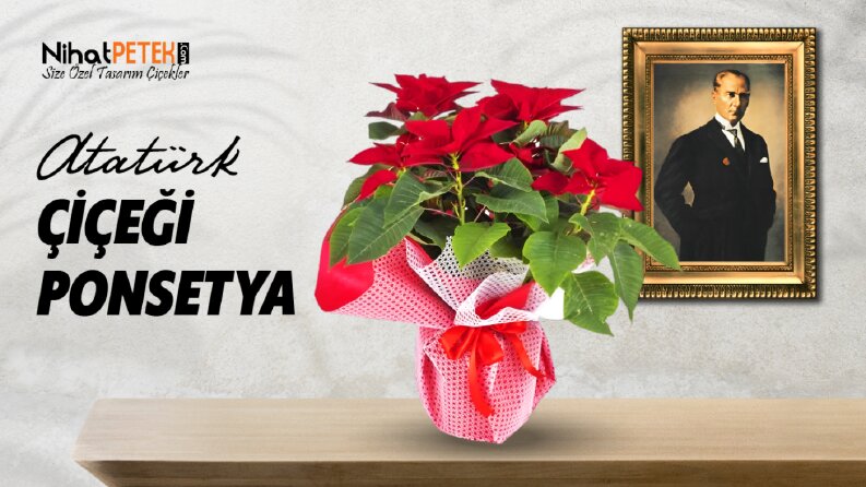 Sosyal Medya & Web Banner