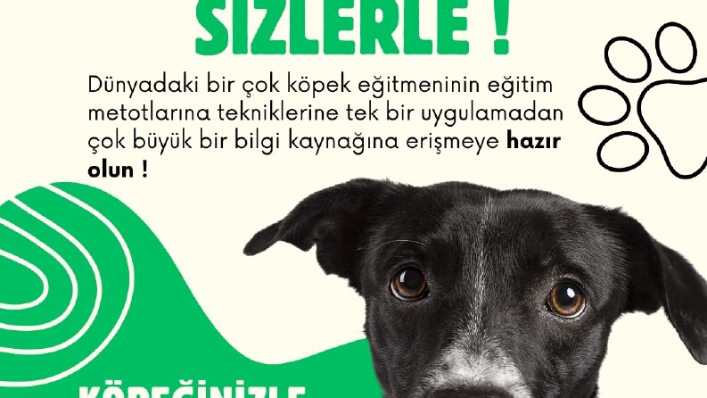Petteach - Sosyal Medya Gönderi Tasarımları