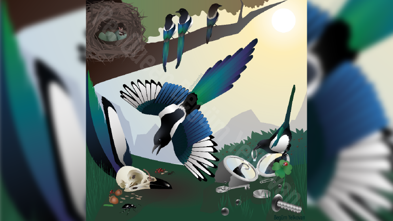 Vektörel Detaylı Saksağan Çizimi Adobe Illustrator Vector