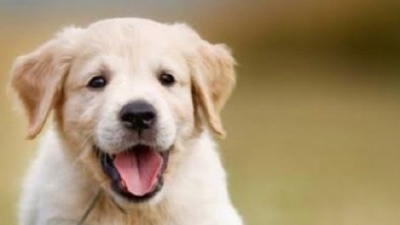 Köpekler için  blog yazısı