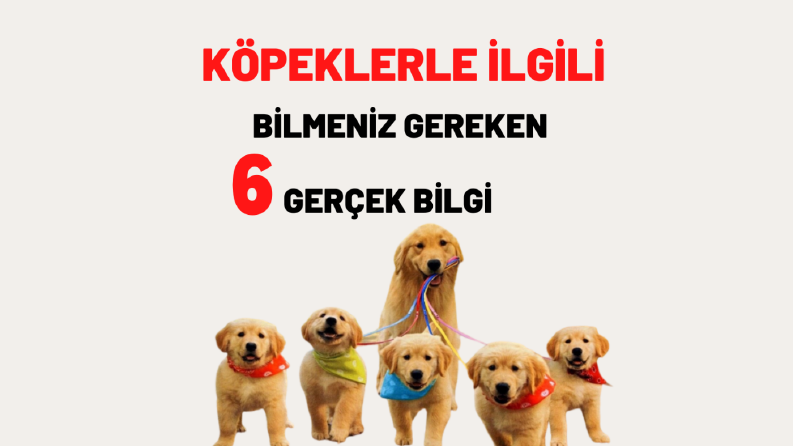 Sosyal Medya Tasarımları