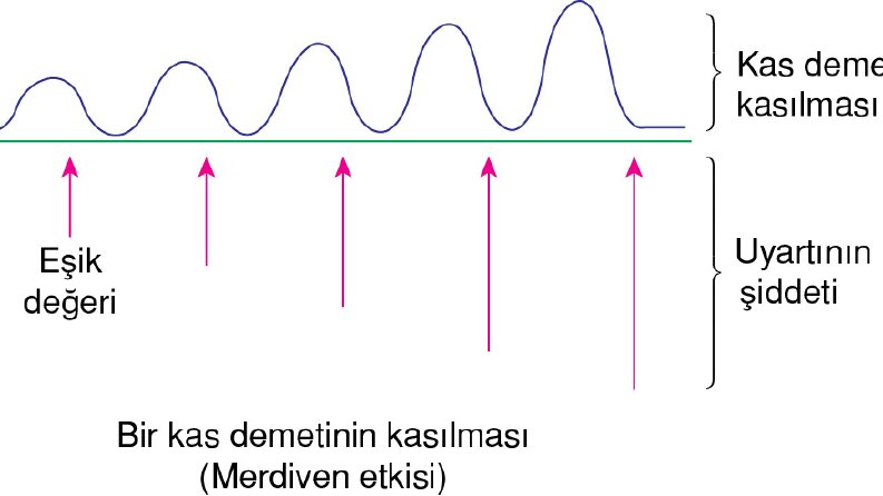 Biyoloji eğitim kitabı için çizim çalışmaları