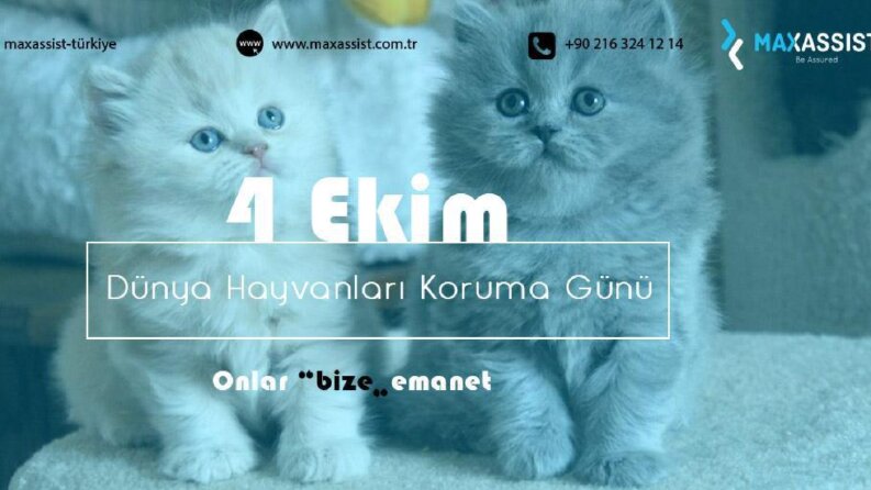 İş örneğim