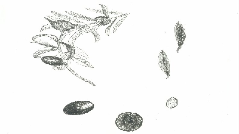 Bitki illustrasyonlari