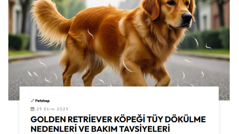 Golden Retriever Köpeği Tüy Dökülme Nedenleri