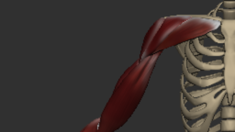 Arm Anatomy