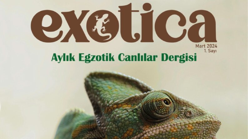 Exotica Dergi Kapağı Seri Tasarımları