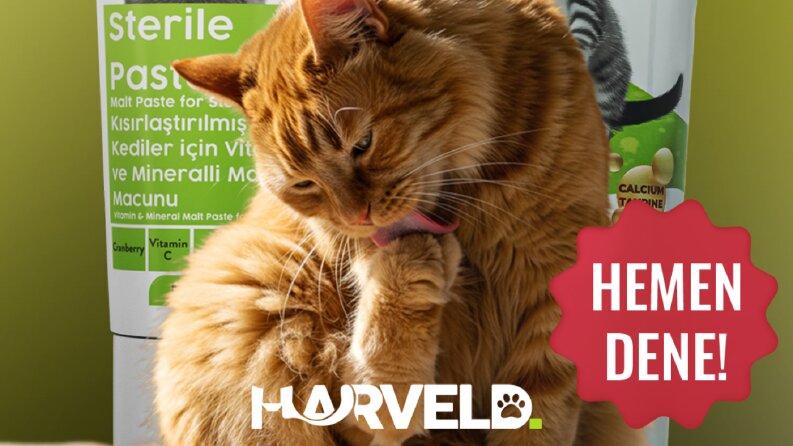 Harveld - Sosyal Medya Tasarımları