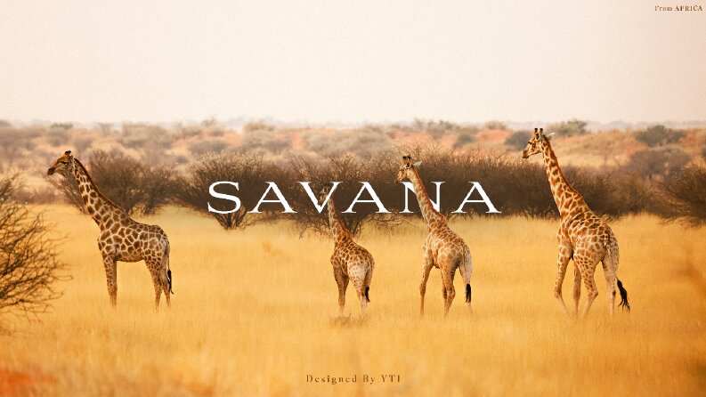 SAVANA - Wear - Marka Logo Tasarımı
