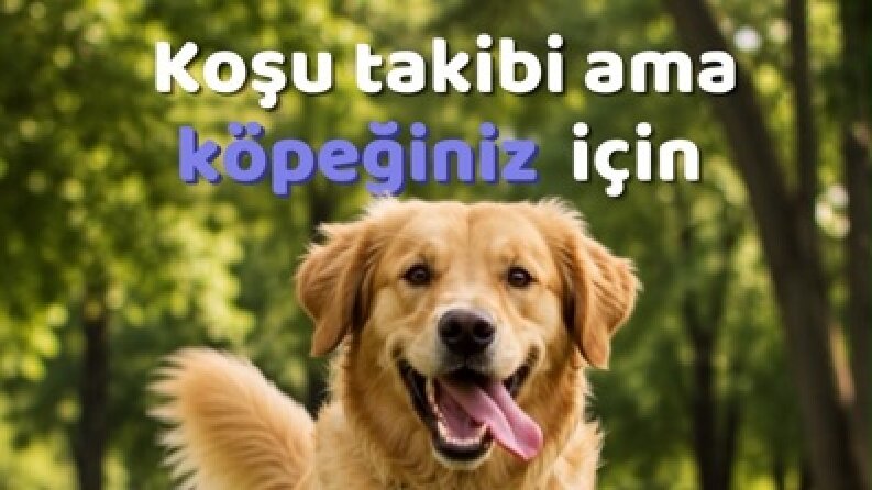 Pet asistan
