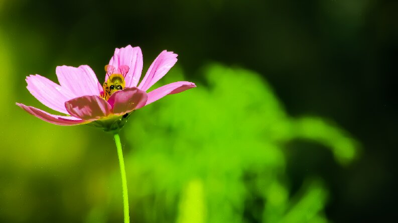 Dekupe - Fotoğraf Düzenleme
