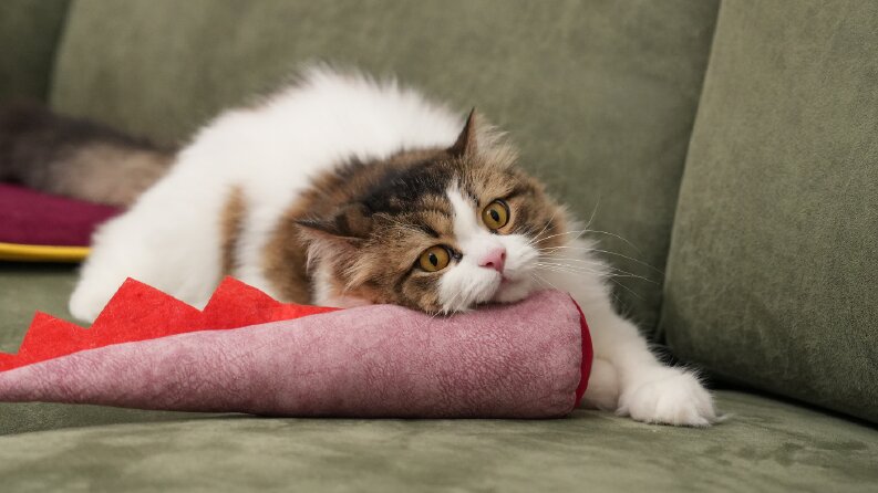 kedi matı ve oyuncakları